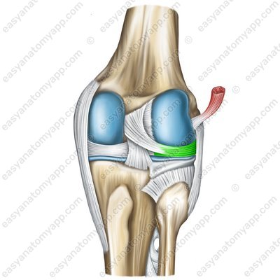 Lateral meniscus (meniscus lateralis)